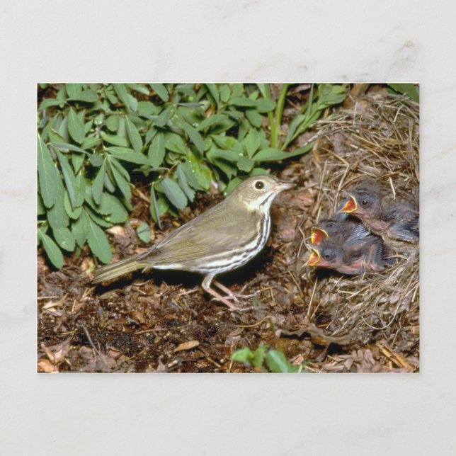 Ovenbird with young postcard (Front)
