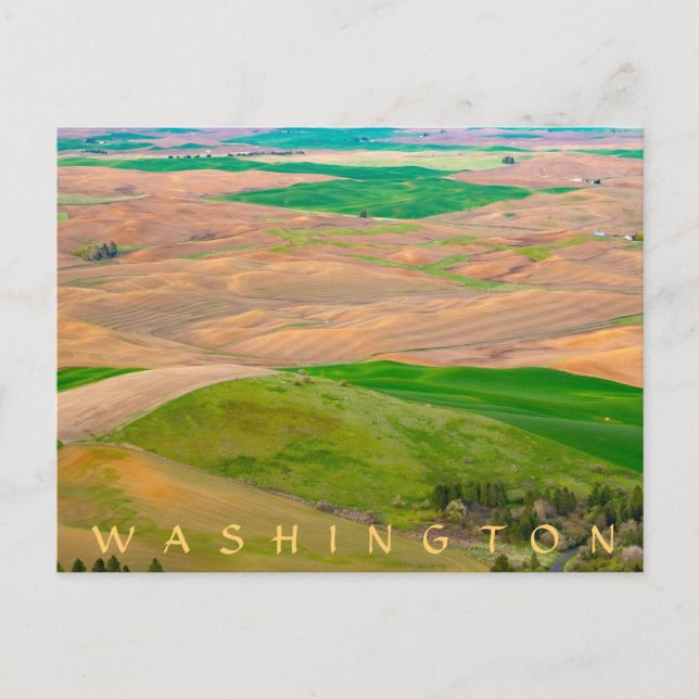 Over the Painted Palouse from Steptoe Butte Postcard (Front)