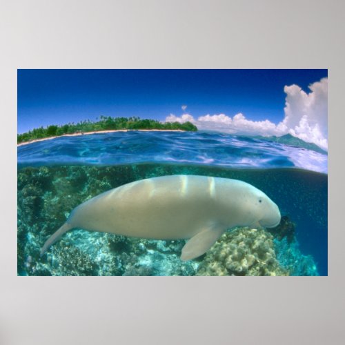 Over_under Dugong Close_Up Poster