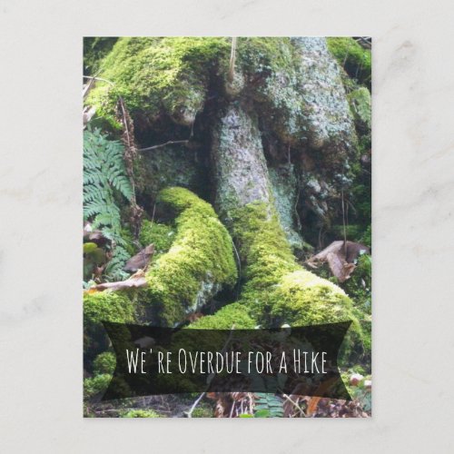 Overdue for a Hike Moss_Covered Huge Tree in Woods Postcard