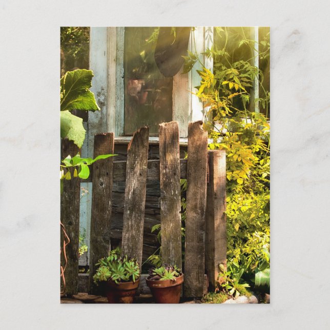 Overgrown garden in morning sunlight postcard (Front)