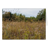 Overgrown Prairie (Front Horizontal)