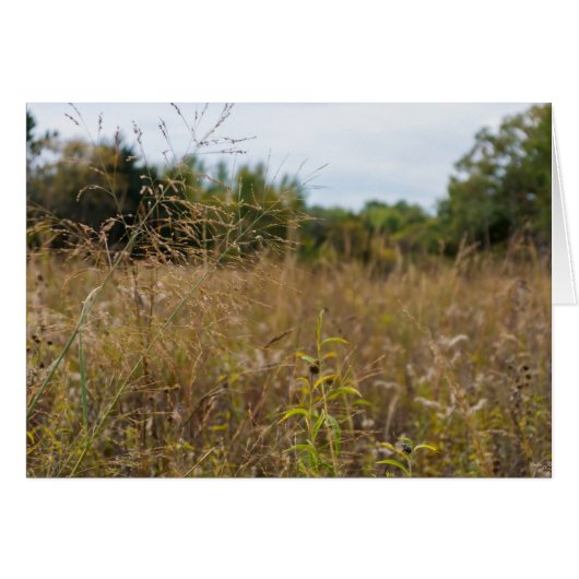 Overgrown Prairie Cards (Front Horizontal)