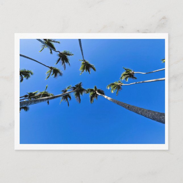 Overhead view of palm trees postcard (Front)
