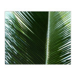 Overlapping Palm Fronds Tropical Green Abstract Acrylic Print