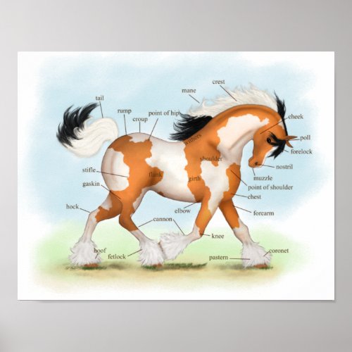 Overo Gypsy Horse Equestrian Anatomy Poster