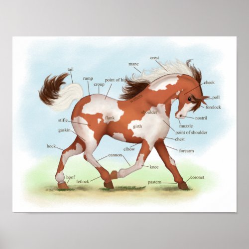 Overo Skewbald Horse Equestrian Anatomy Poster