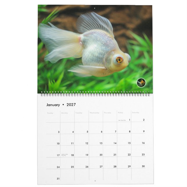 Oversized 2016 SOLID GOLD Goldfish Calendar (Jan 2027)