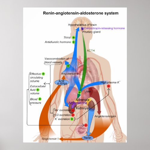 Overview Chart of the Renin_Angiotensin System