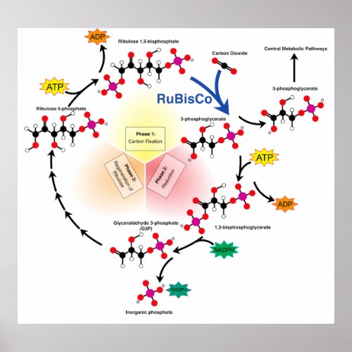 Overview of the Calvin Cycle and Carbon Fixation Poster