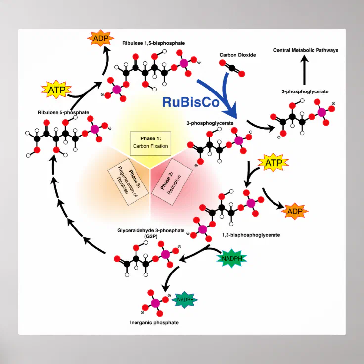 carbon fixation diagram