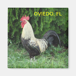 OVIEDO CHICK MAGNET