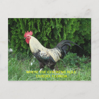 Oviedo Chickens Postcard