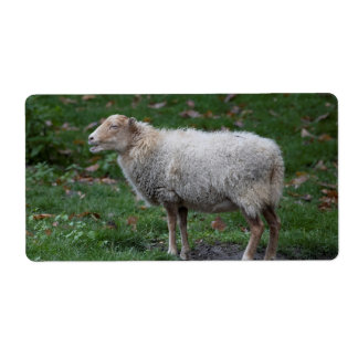 Ovis aries label