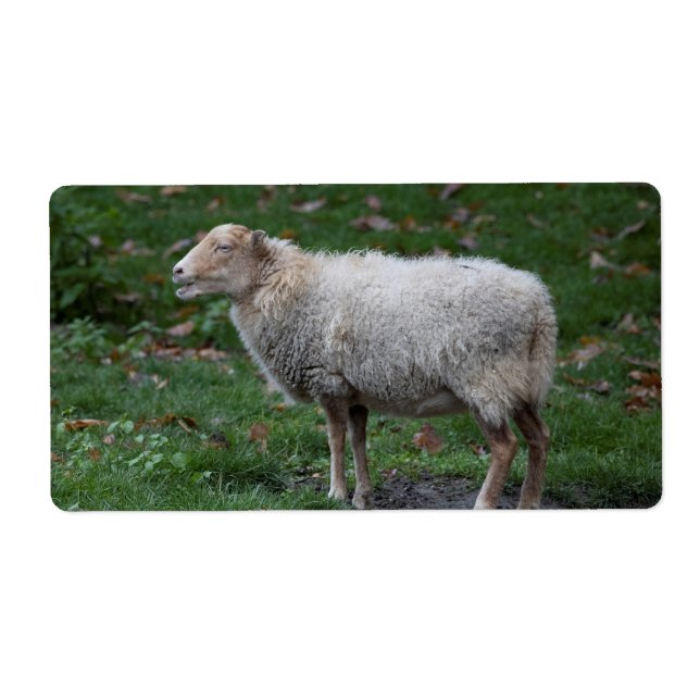 Ovis aries label (Front)