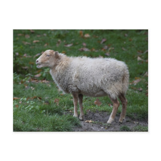Ovis aries postcard
