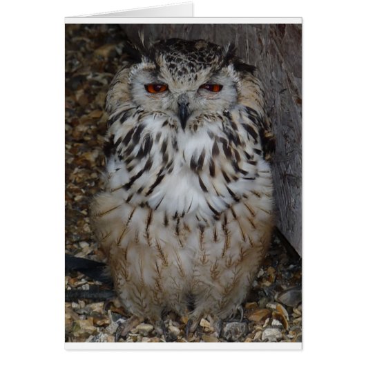 owl1 cards (Front)