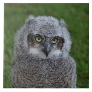 Owl_20180215_by_JAMFoto Tile