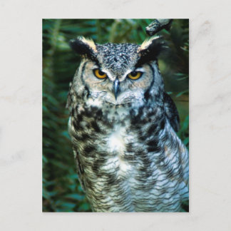 Owl (2) postcard