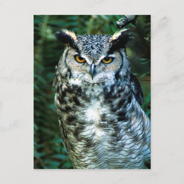 Owl (2) postcard (Front)