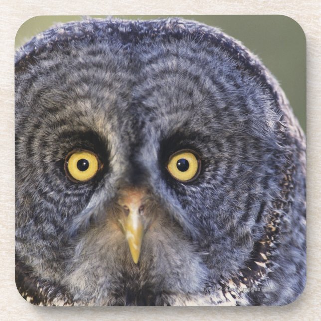 Owl 3 beverage coaster (Front)