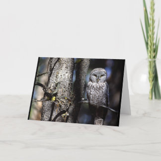 Owl (3) card