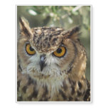 owl-54.jpg temporary tattoos