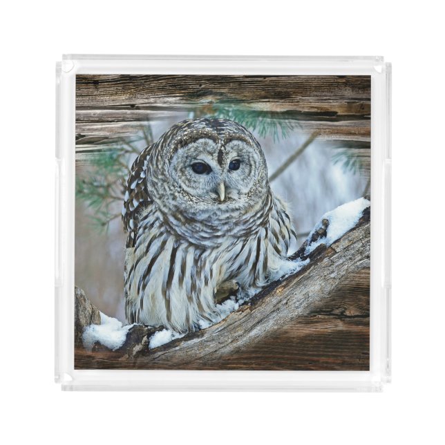 Owl Acrylic Tray (Front)