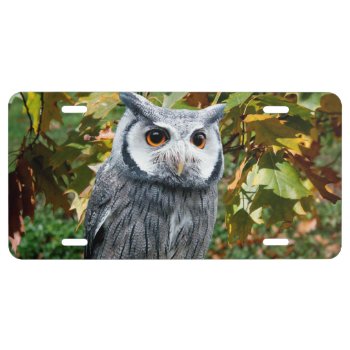 Owl And Leaves License Plate by ErikaKai at Zazzle