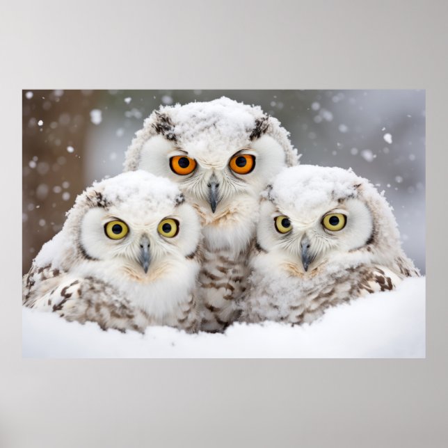 Owl Animal Bird Beauty Freedom Wilderness Wall Art (Front)