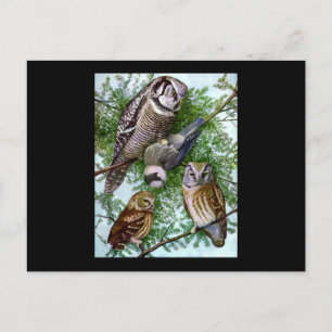 Owl Art Postcard