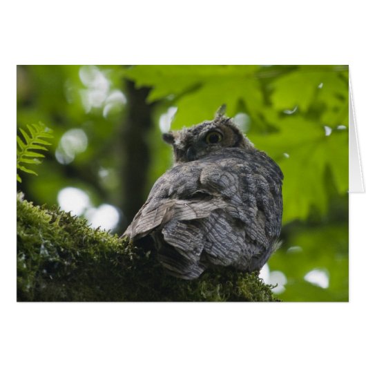 Owl at Nisqually Card (Front Horizontal)