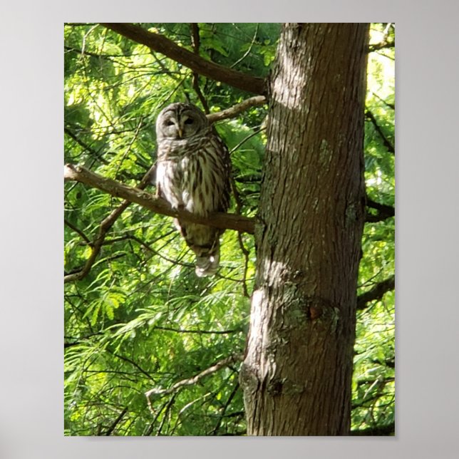 Owl at Van Dusen Botanical Garden Vancouver Canad Poster (Front)