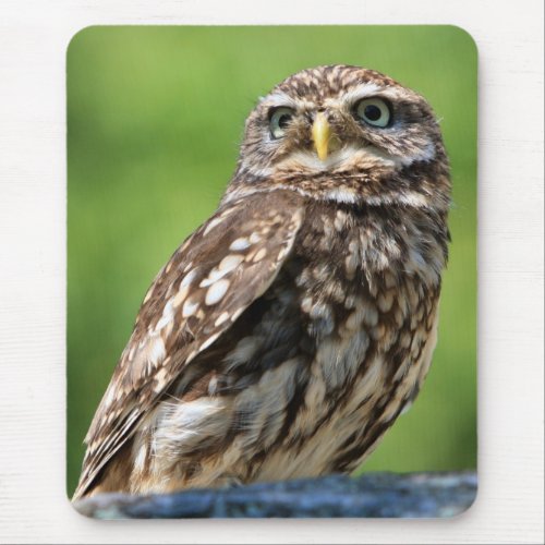 Owl beautiful photo mousemat  mousepad