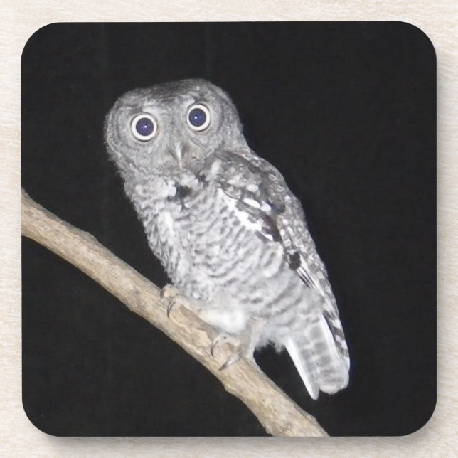 Owl Beverage Coaster (Front)