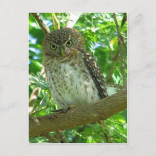 Owl bird animal branch nature tree postcard