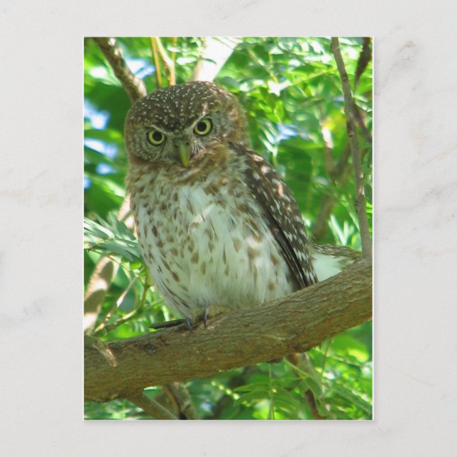 Owl bird animal branch nature tree postcard (Front)