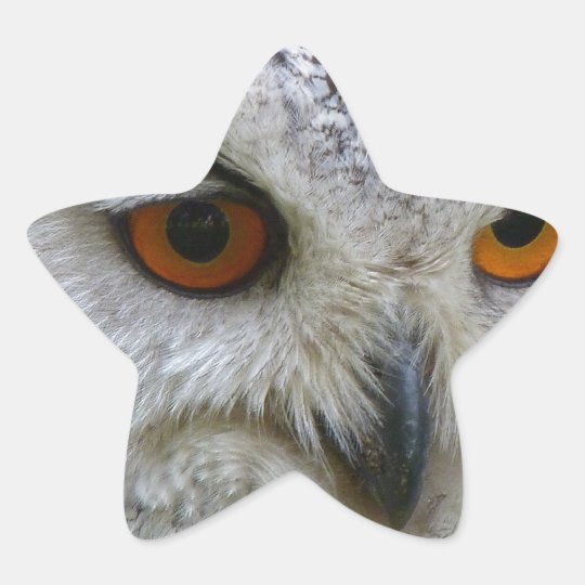 Owl Bird Feathers Destiny Gifts Star Sticker