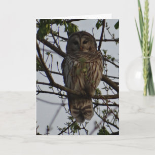 Owl, Birthday Card
