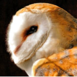 OWL BOWL<br><div class="desc">A beautiful soft artistic watercolor of a Barn Owl.</div>
