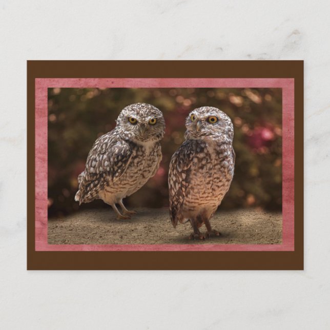 Owl Buddies Postcrossing Postcard (Front)