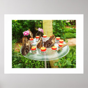 Owl butterflies poster