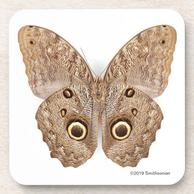 Owl Butterfly Beverage Coaster (Front)