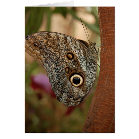 Owl Butterfly Cards (Front)