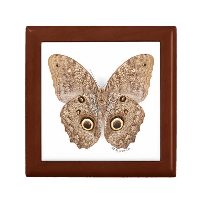 Owl Butterfly Gift Box (Front)