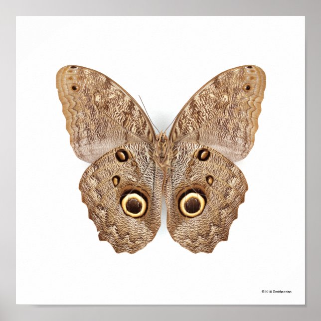 Owl Butterfly Poster (Front)