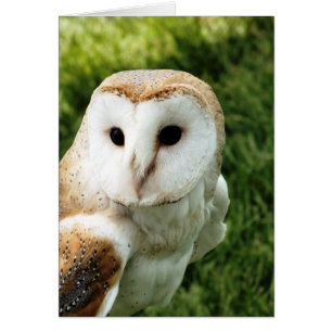 OWL card