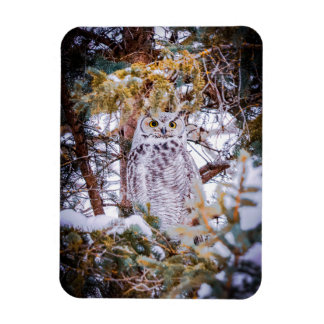 Owl Card Magnet