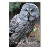 Owl Cards (Front)