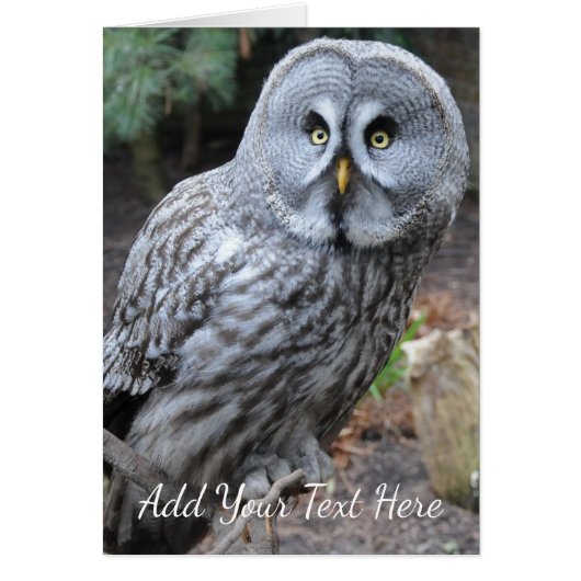 Owl Cards (Front)